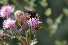 Große Raupenfliege