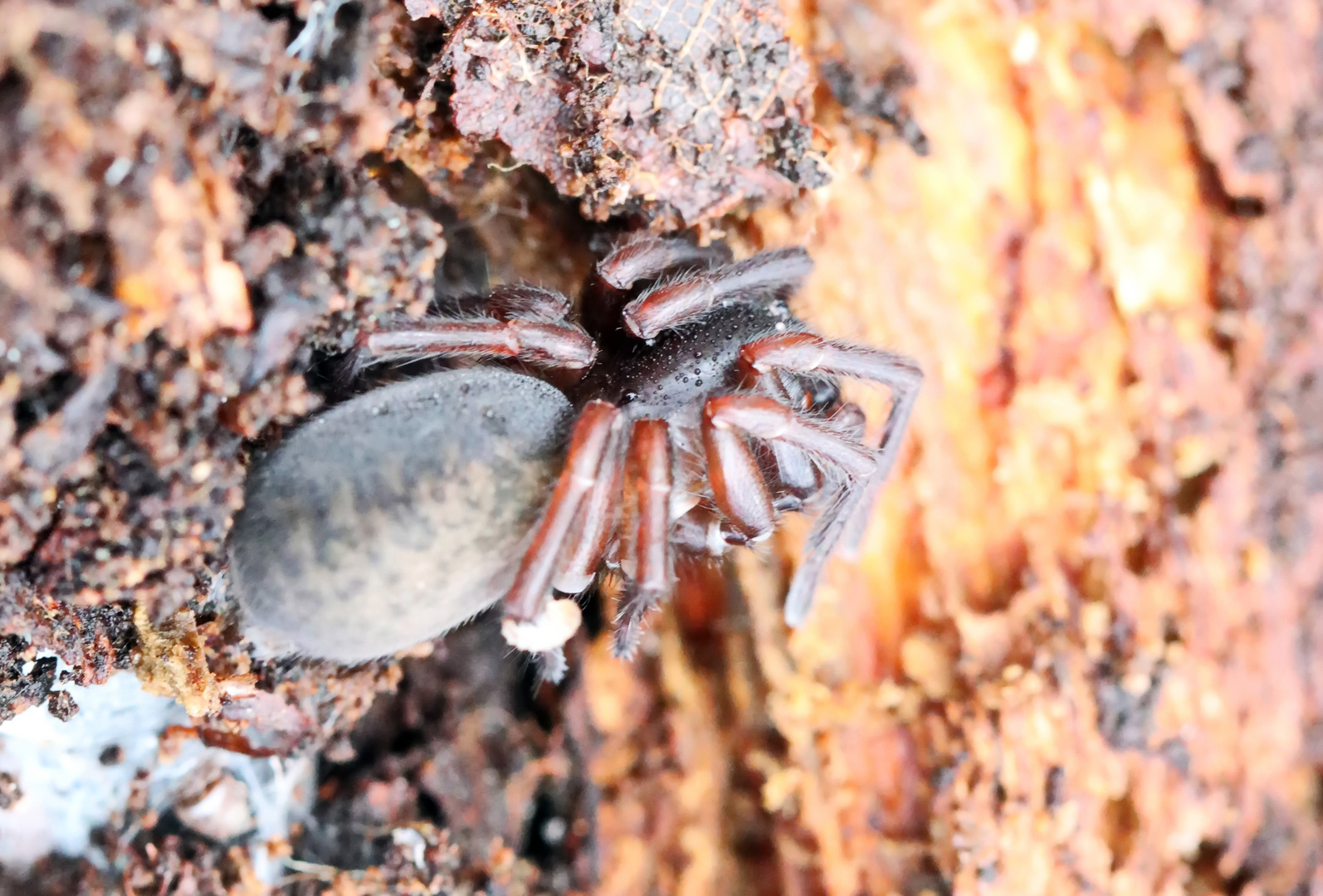 Große Rindensackspinne,Clubiona corticalis