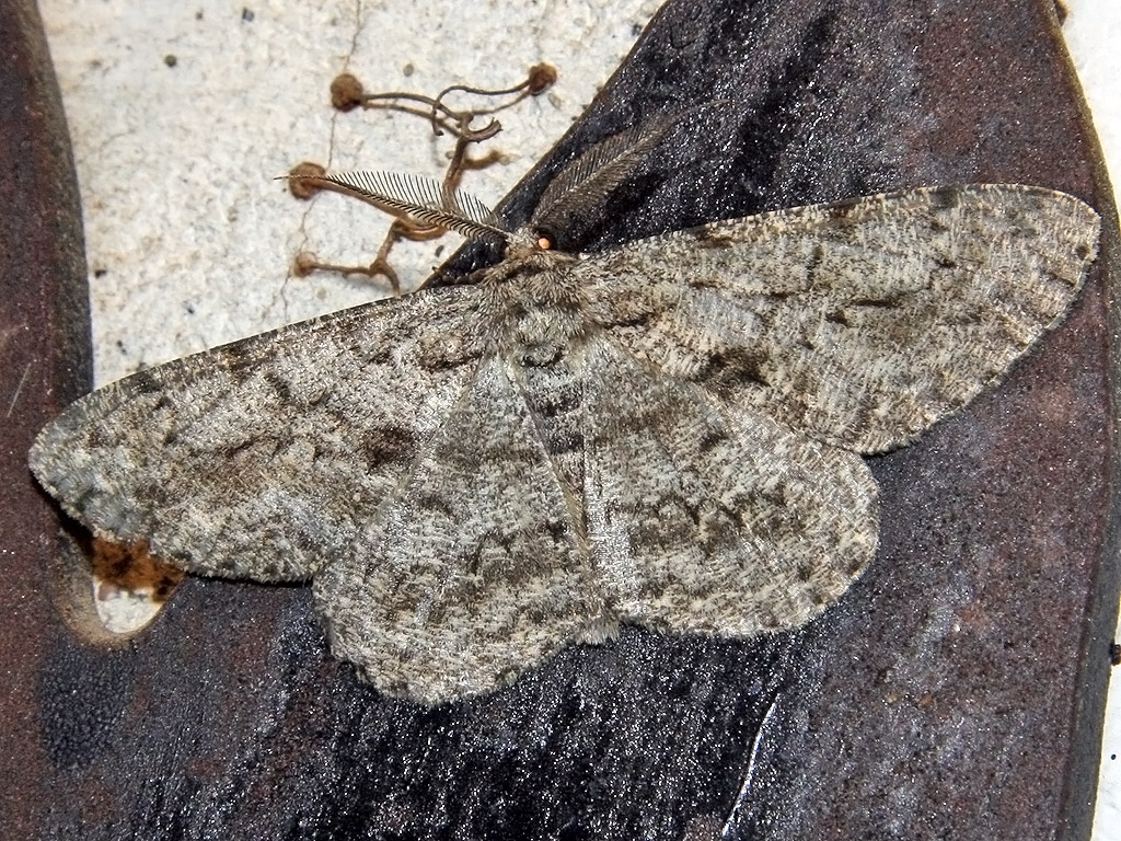 Große Rindenspanner oder auch Große Eichenspanner (Hypomecis roboraria)...