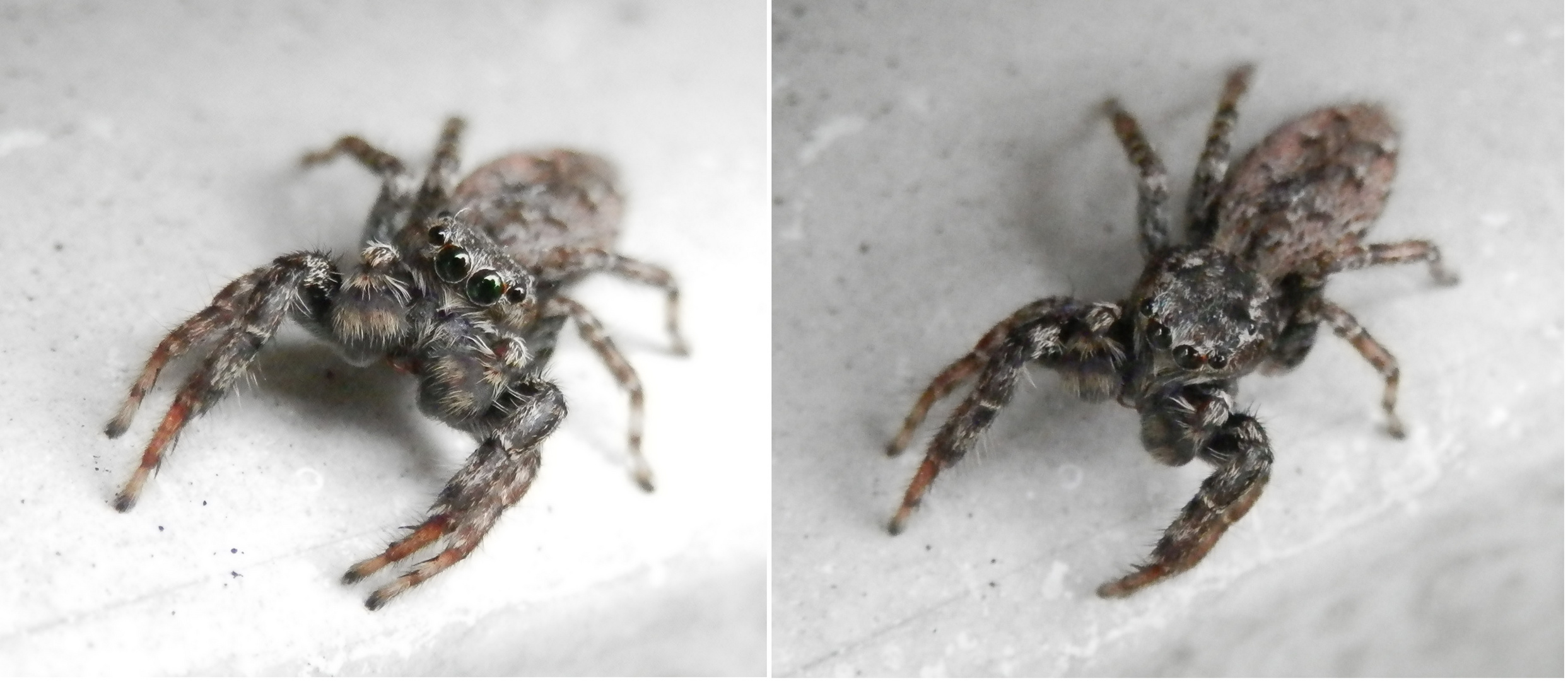 Große Rindenspringspinne (Marpissa muscosa) auf dem Türrahmen