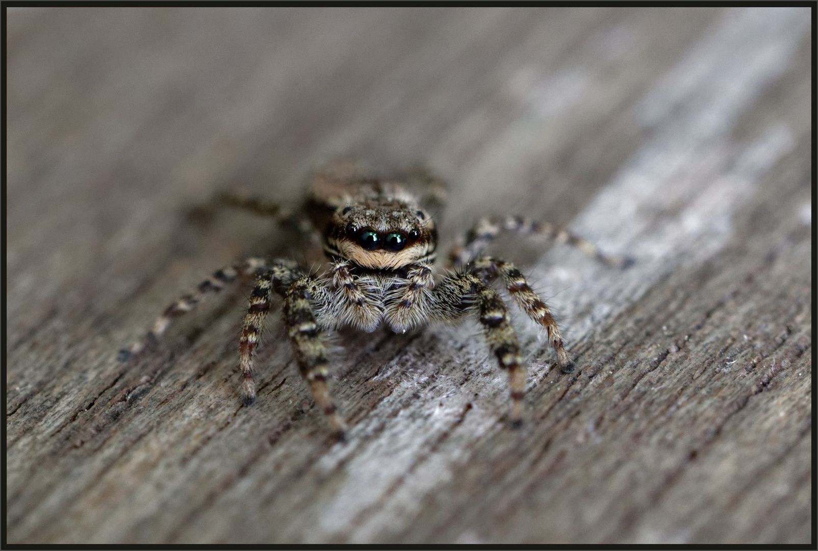 Große Rindenspringspinne (Marpissa muscosa)