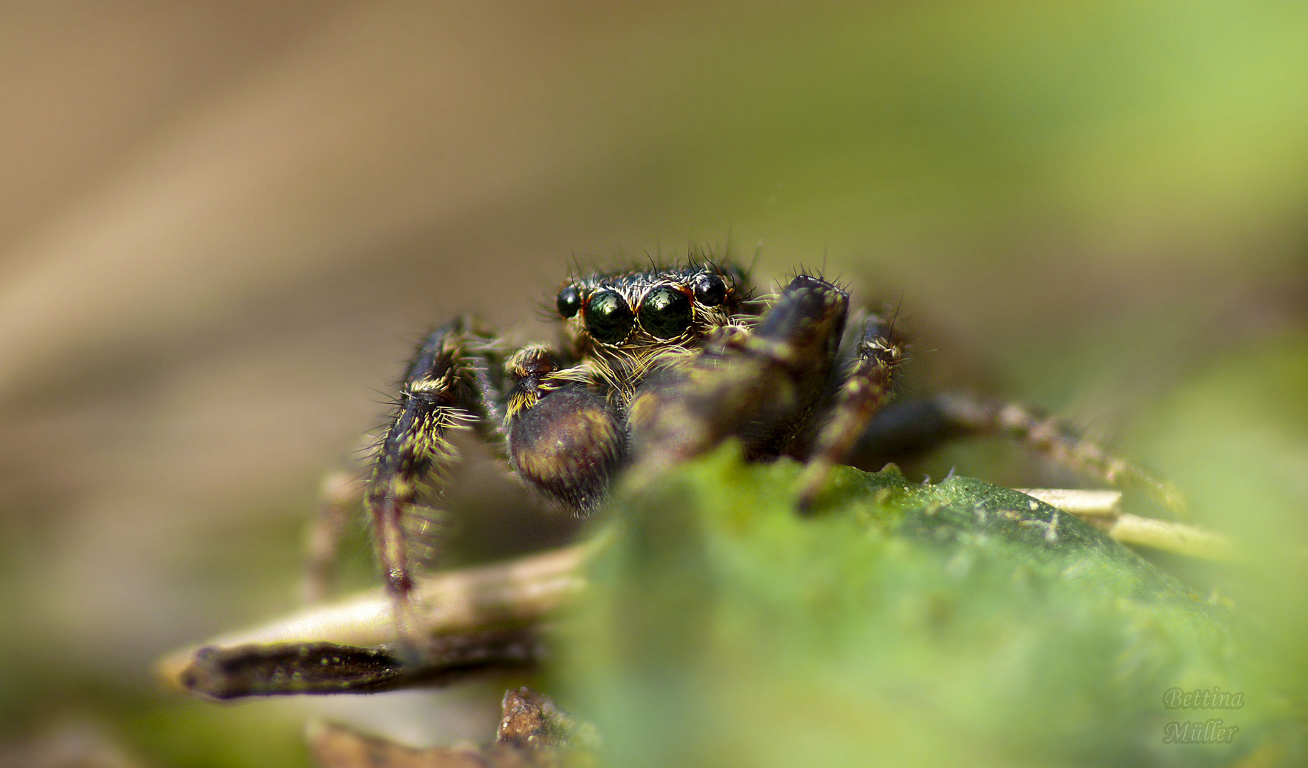 Große Rindenspringspinne (Marpissa muscosa) Männchen