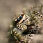 Große Rindenspringspinne (Marpissa muscosa) Weibchen