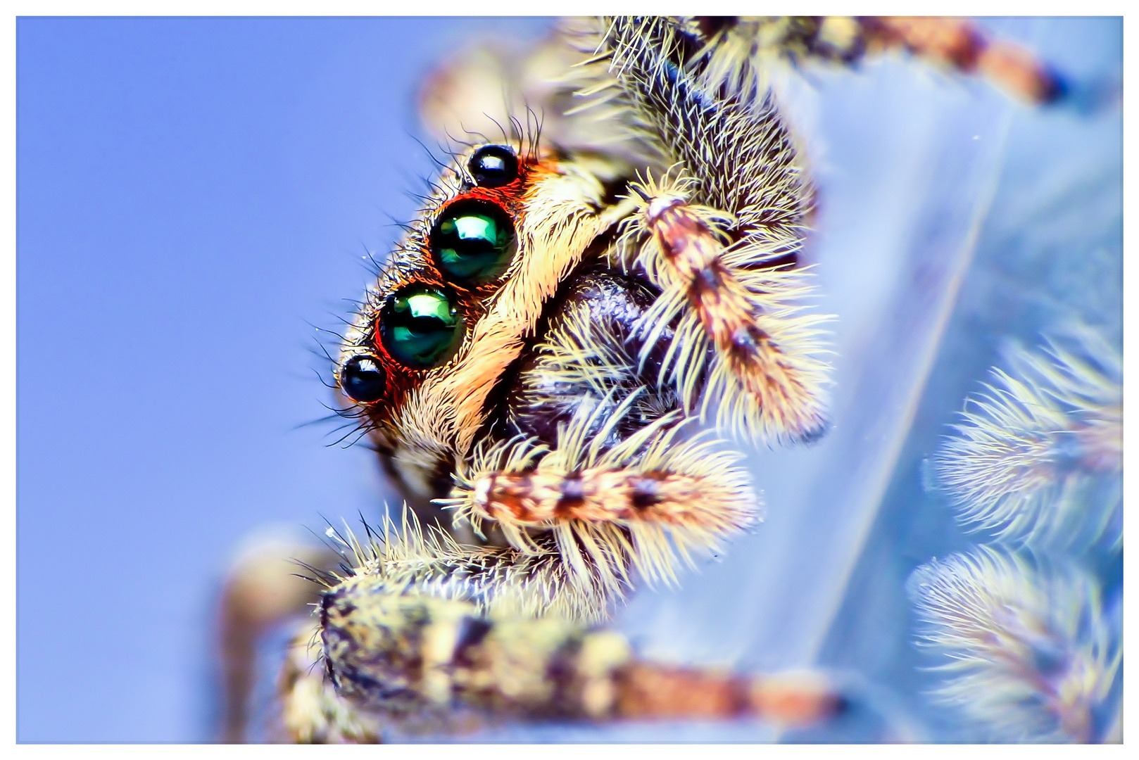 Große Rindenspringspinne, weiblich....