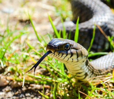 Große Ringelnatter