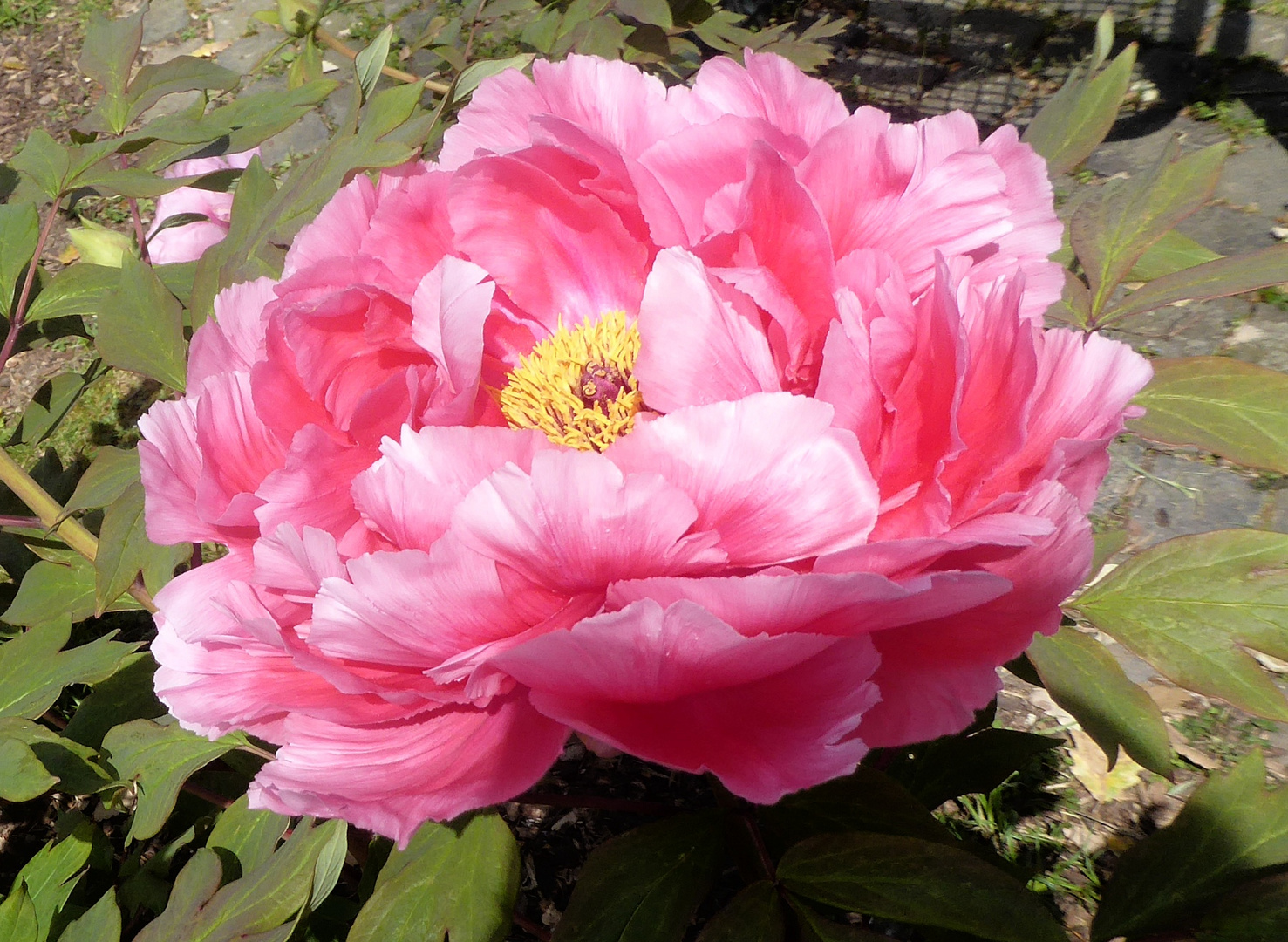 große rosa Paeoninblüte im Palmengarten Frankfurt/M.