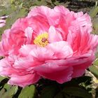 große rosa Paeoninblüte im Palmengarten Frankfurt/M.