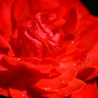 grosse rose rouge
