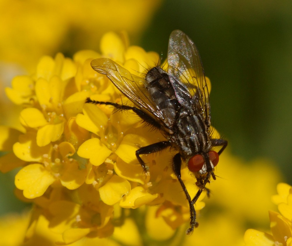 Große rote Augen sehen besser