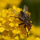 Große rote Augen sehen besser