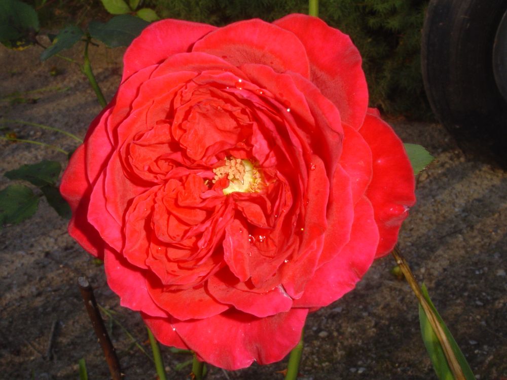 große rote Rose