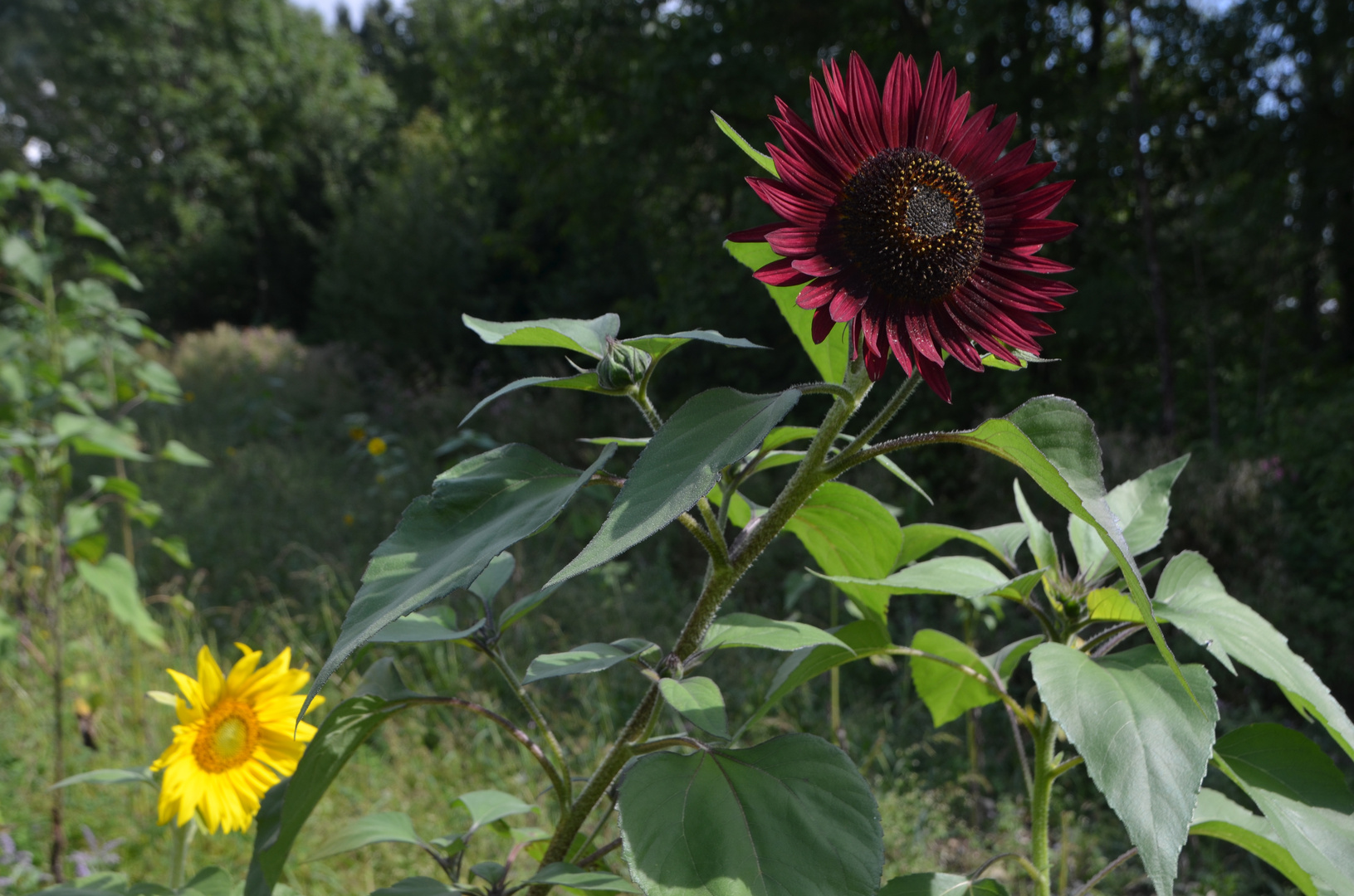 Große rote Sonnenblume Foto & Bild pflanzen, pilze & flechten, blüten