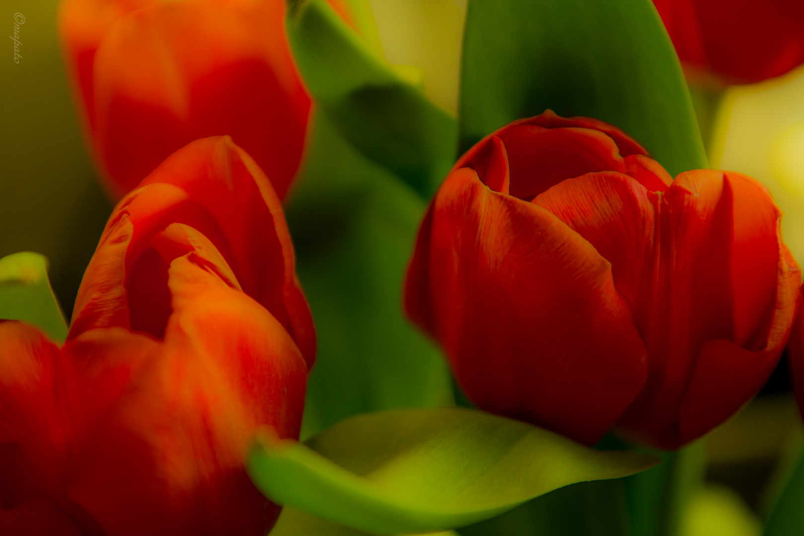 große rote Tulpen