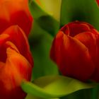 große rote Tulpen