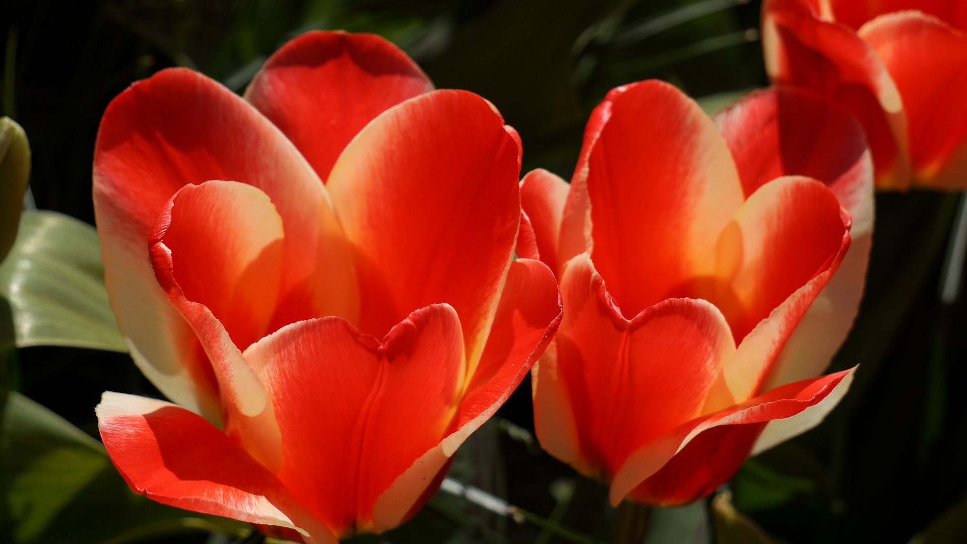 Große rote Tulpenblüten mit cremefarbenem Hauch