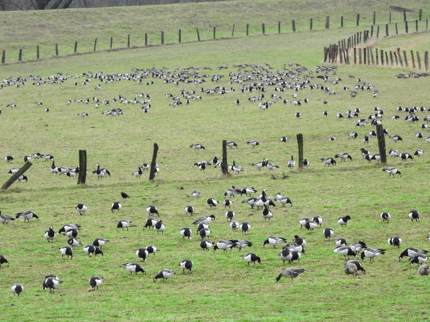 Große Scharen von Gänsen können am Niederrhein beobachtet werden