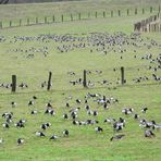 Große Scharen von Gänsen können am Niederrhein beobachtet werden