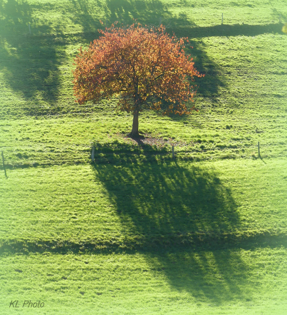 Große Schatten