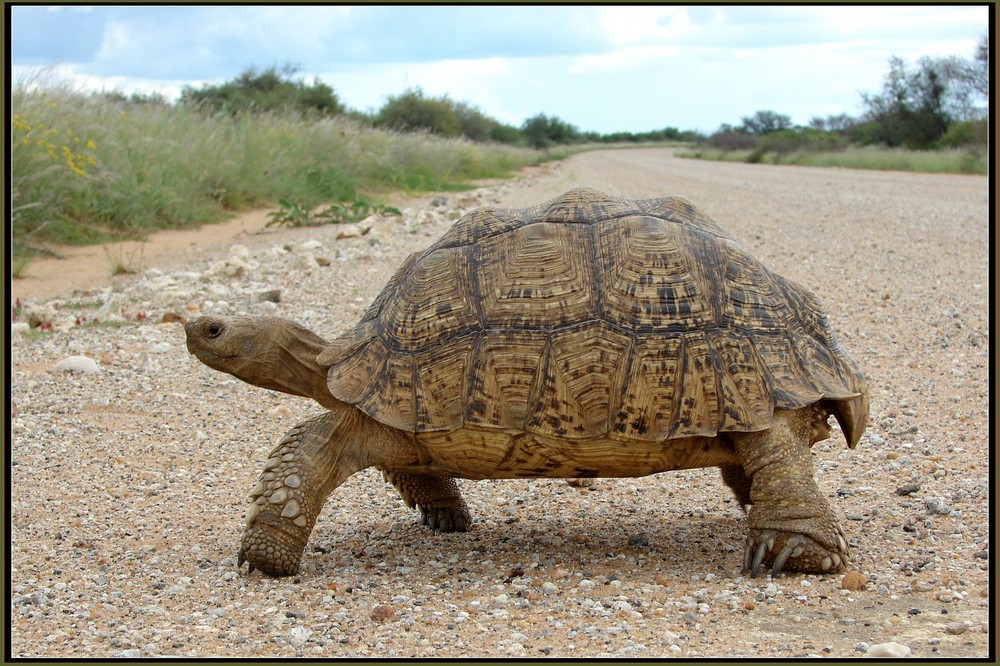 grosse Schildkroete ueberquert die D1535