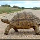 grosse Schildkroete ueberquert die D1535