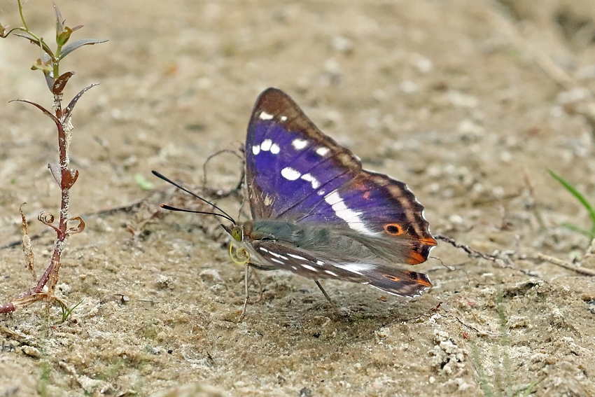 Große Schillerfalter (Apatura iris)