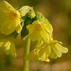 Große Schlüsselblume