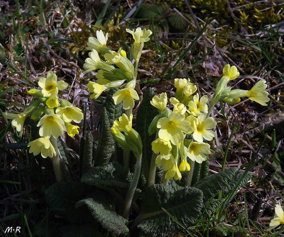 Große Schlüsselblume (Primula elatior)