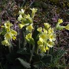 Große Schlüsselblume (Primula elatior)