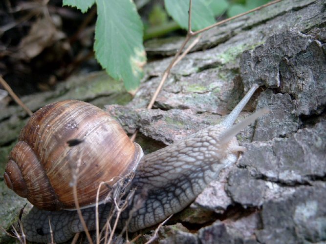 große Schnecke