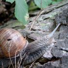 große Schnecke