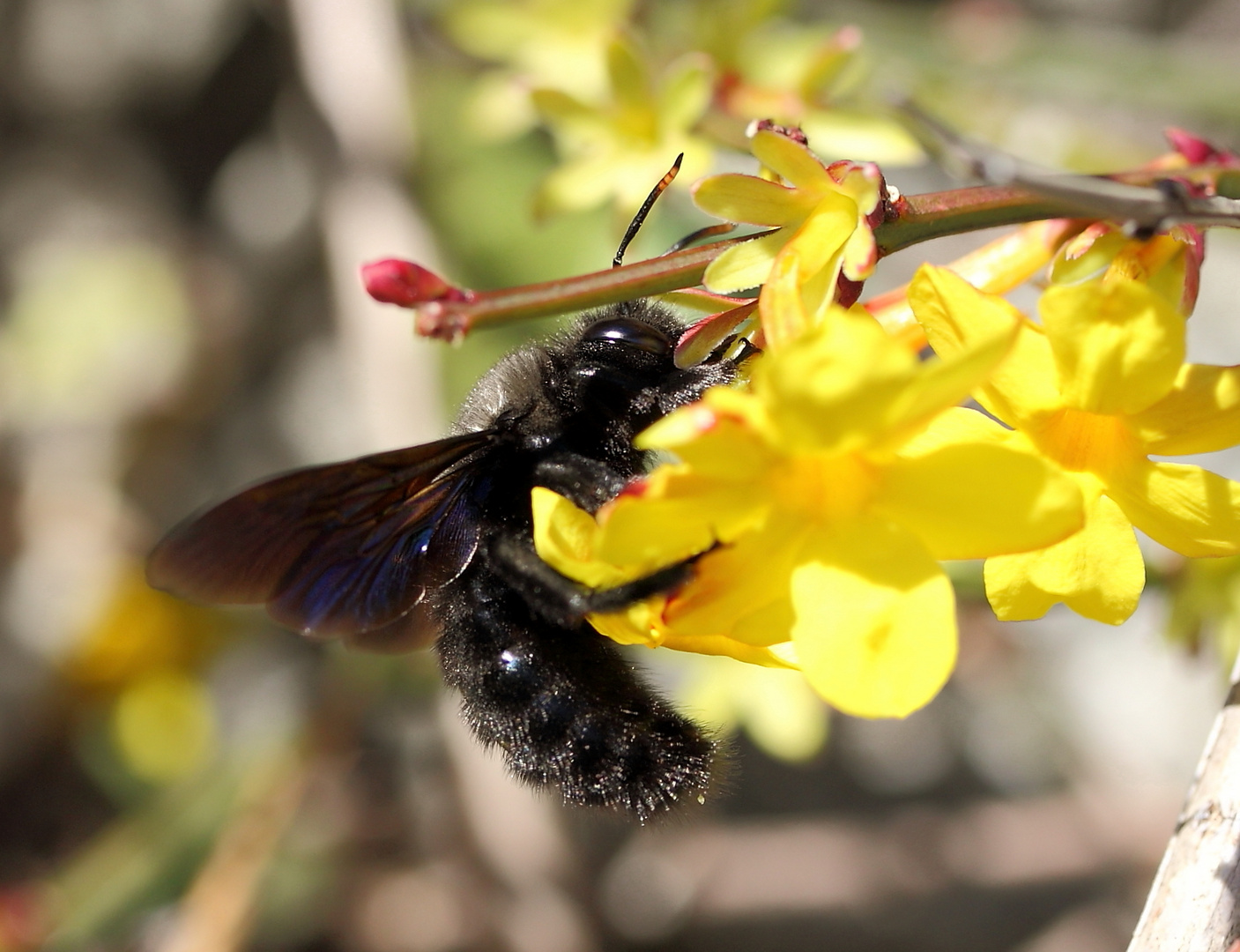 grosse schwarze Holzbiene im Februar....