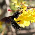 grosse schwarze Holzbiene im Februar....