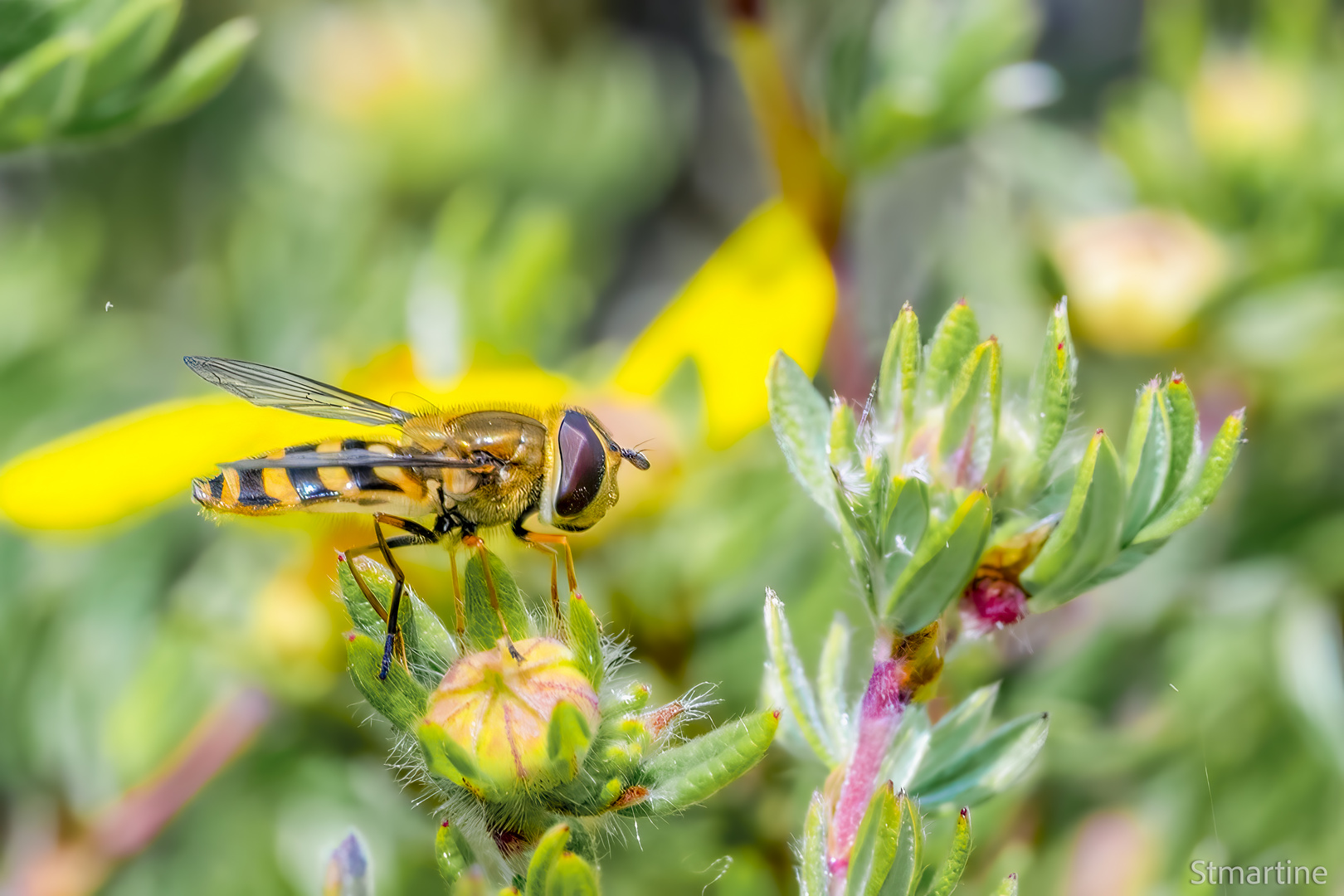 Grosse Schwebfliege