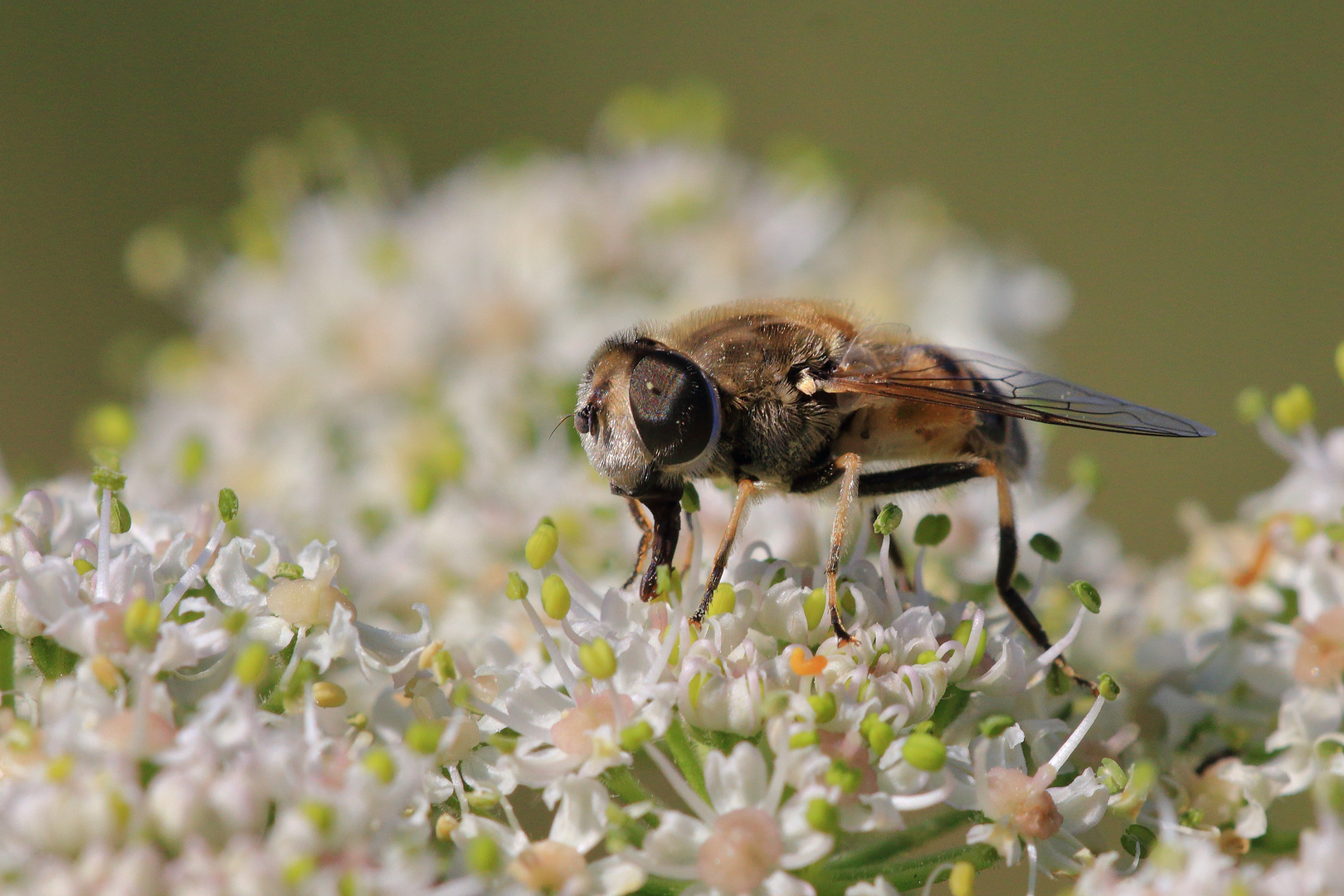 Große Schwebfliege