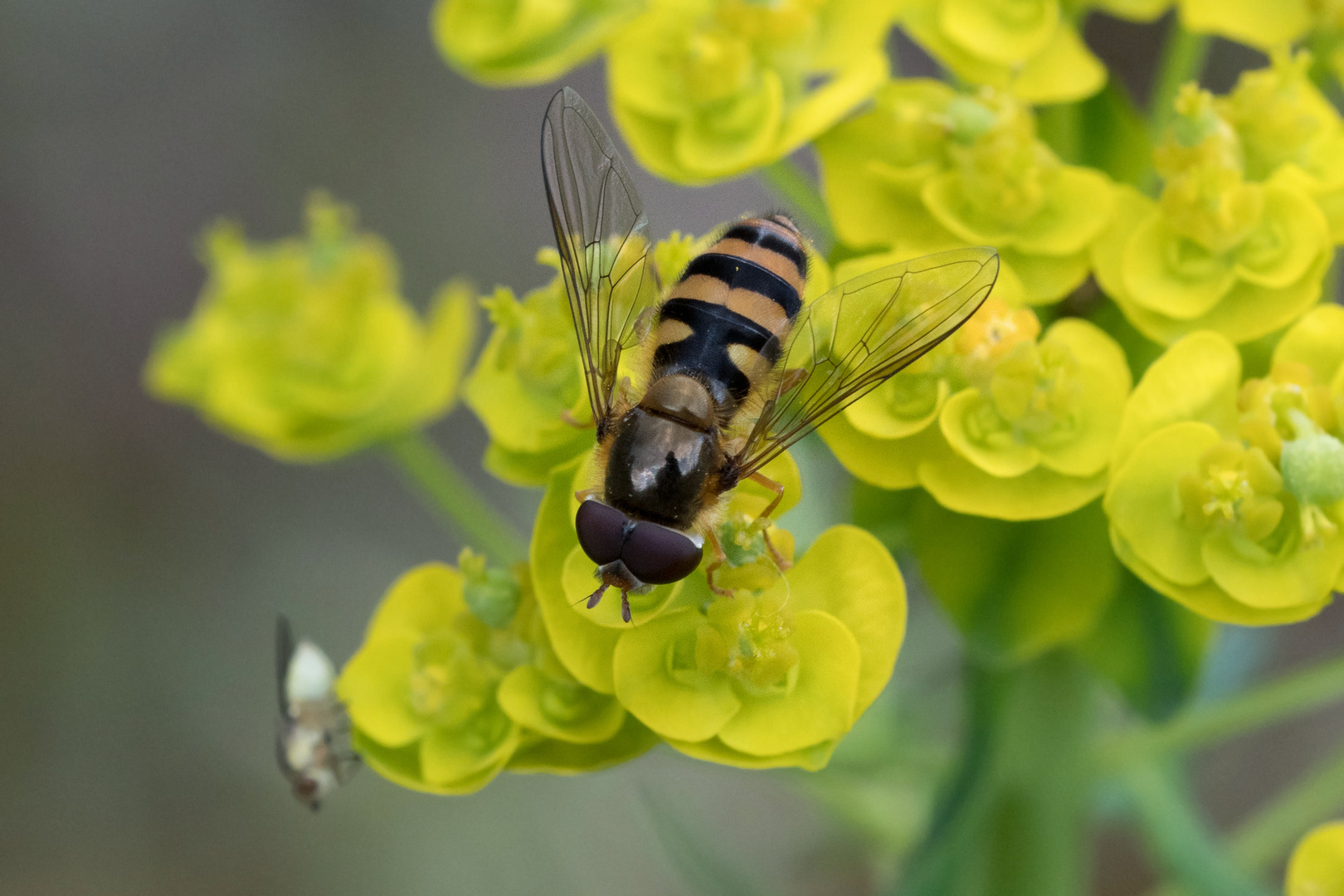 Große Schwebfliege