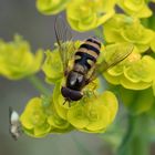 Große Schwebfliege