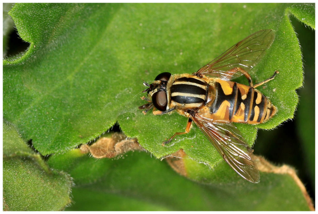 große Schwebfliege