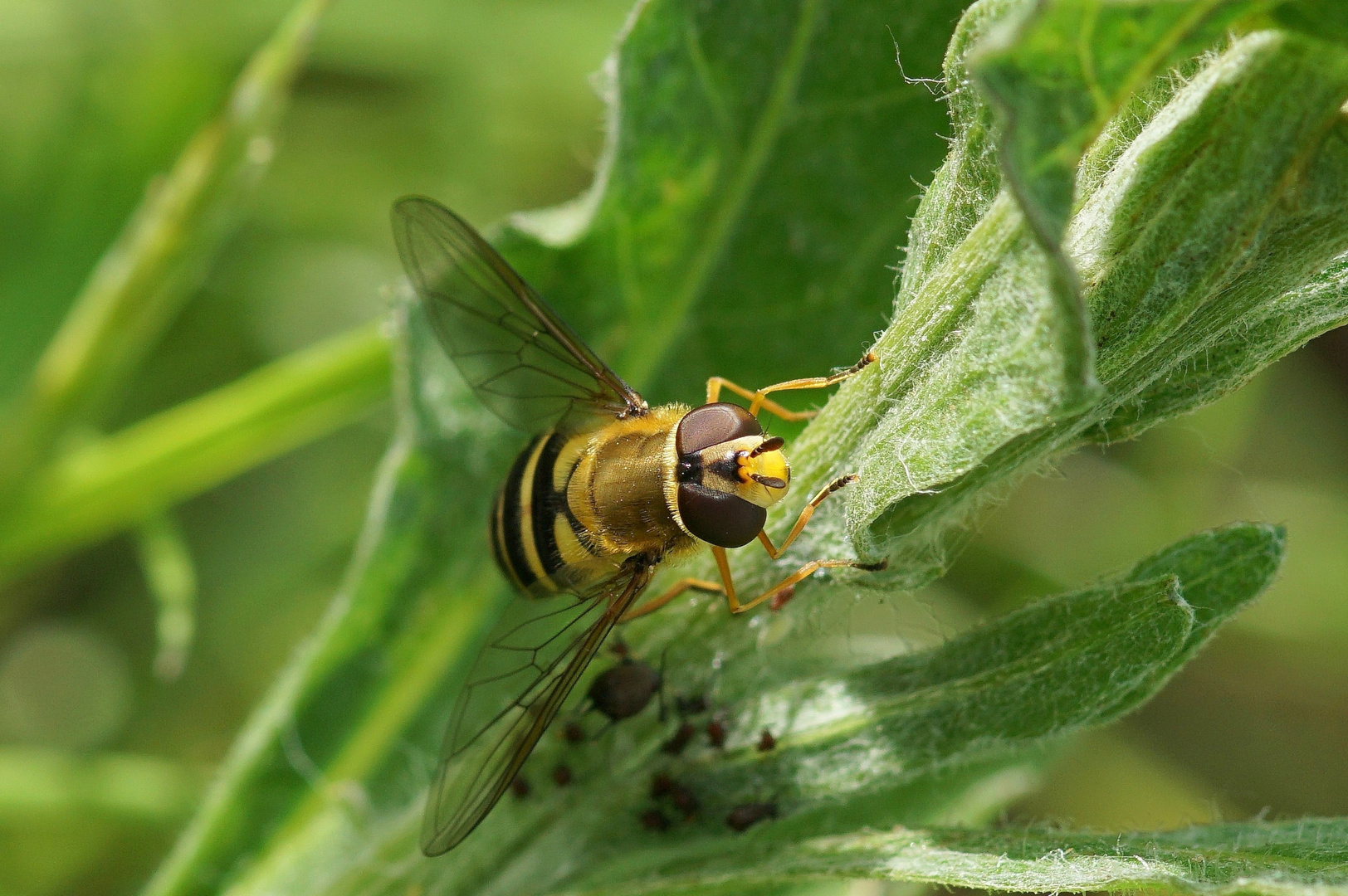 Große Schwebfliege