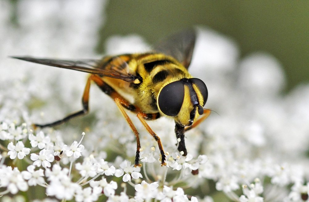 Große Schwebfliege