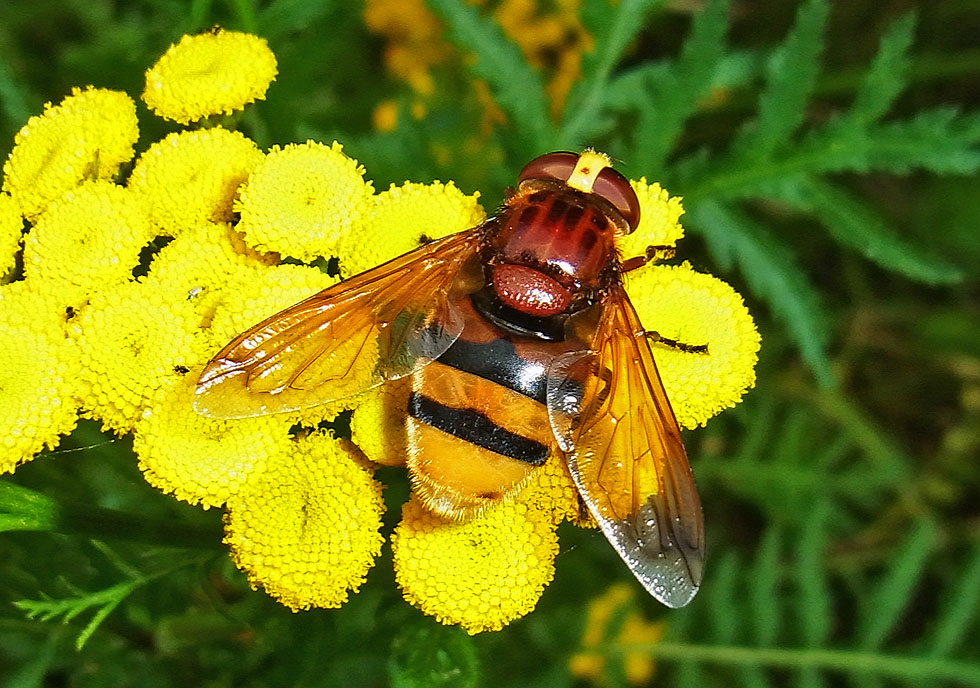 Große Schwebfliege