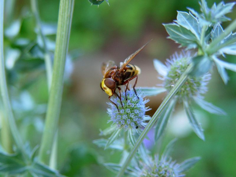 Große Schwebfliege