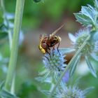 Große Schwebfliege