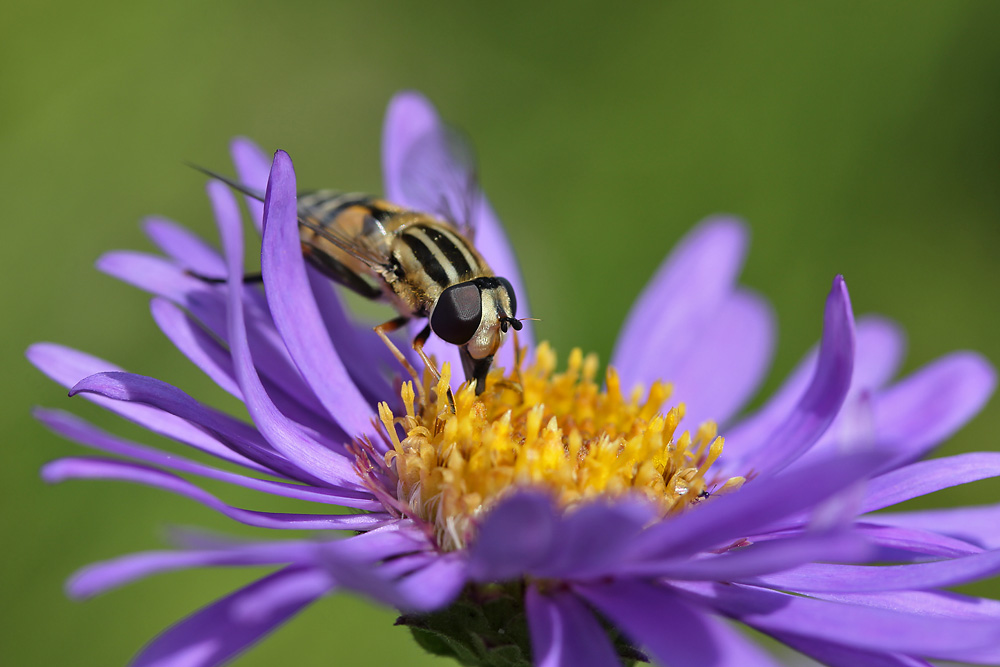 große Schwebfliege bei der Nahrungsaufnahme