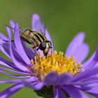 große Schwebfliege bei der Nahrungsaufnahme