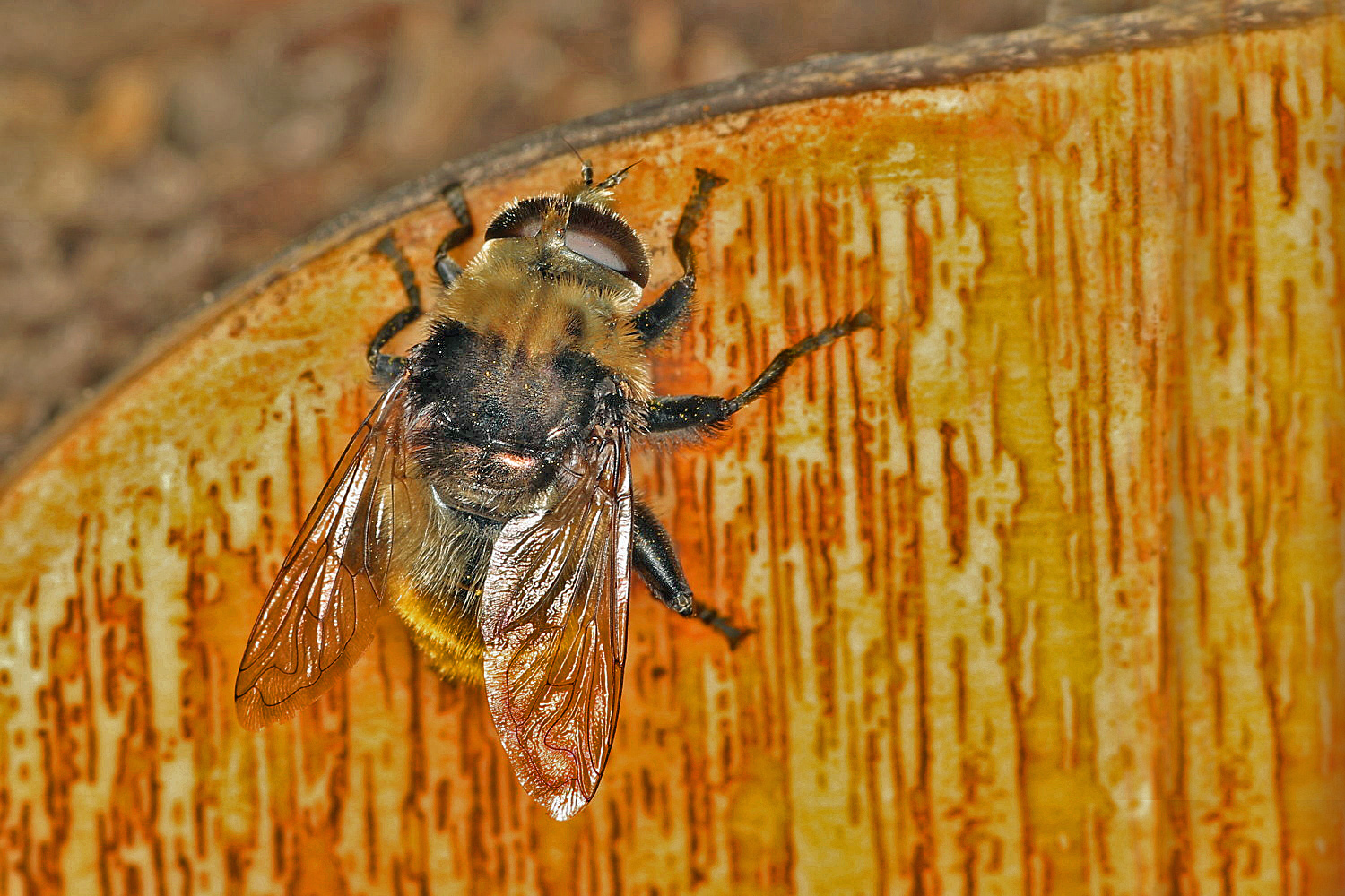 große Schwebfliege