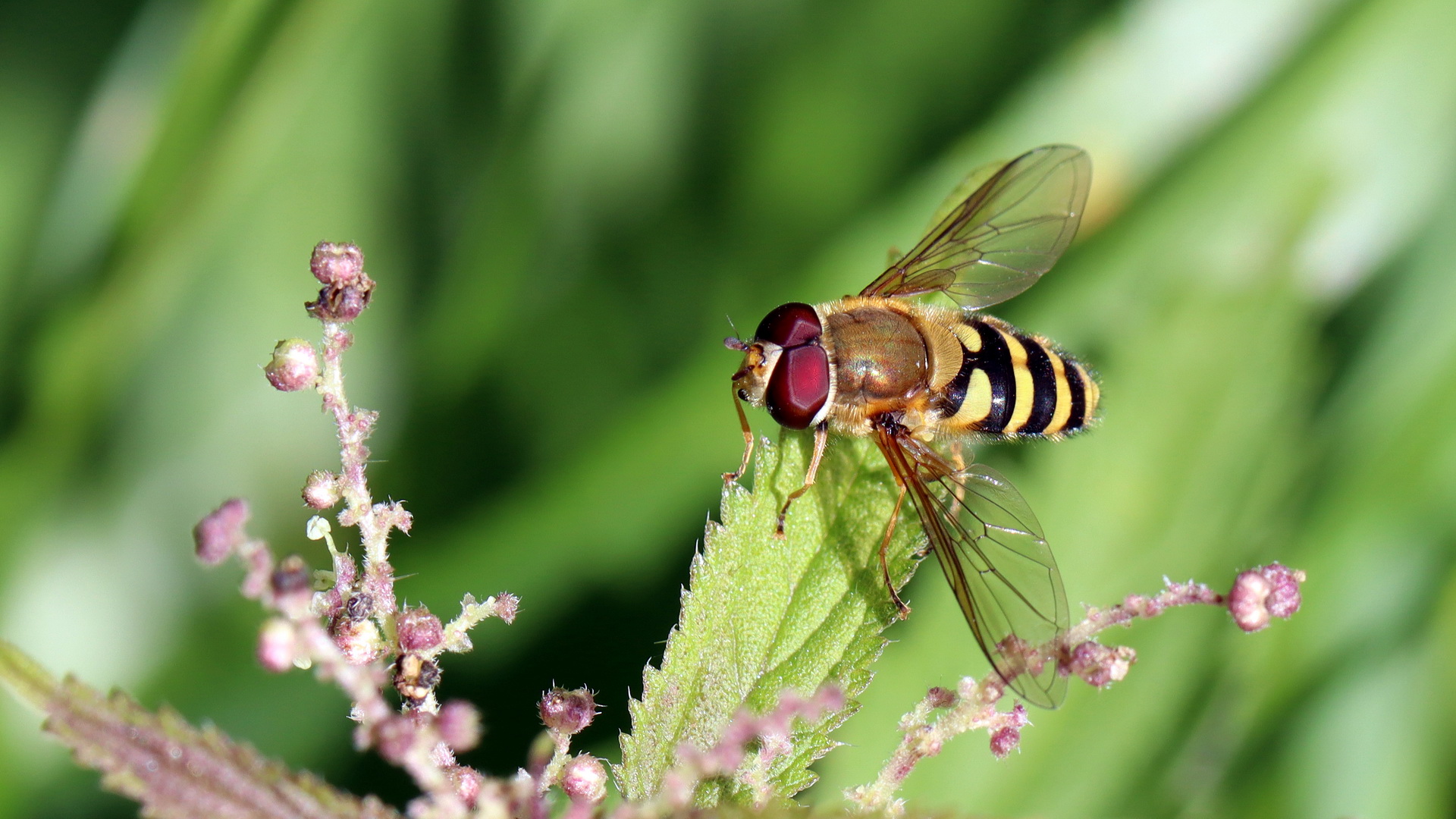 Große Schwebfliege