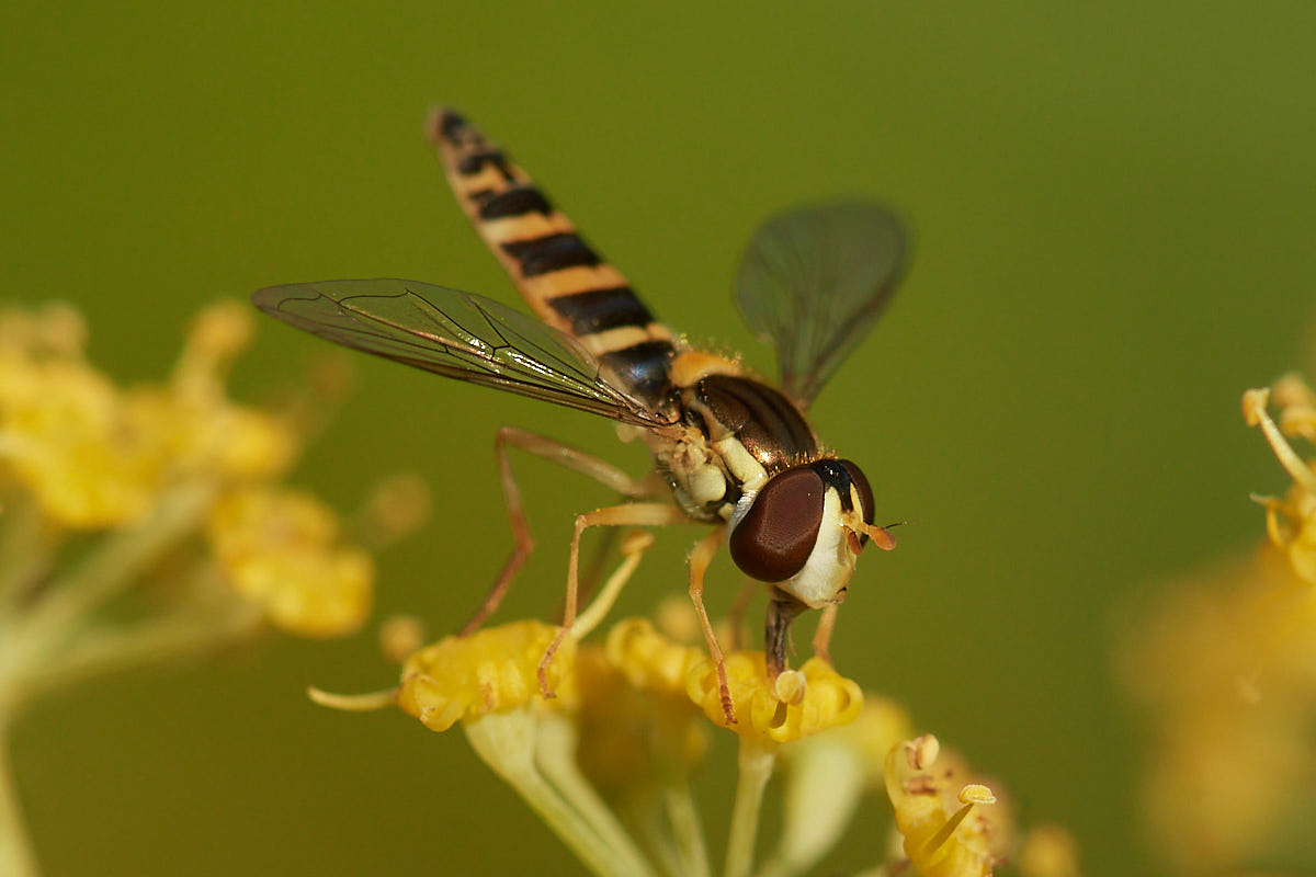 Große Schwebfliege (cf. Syrphus ribesii)