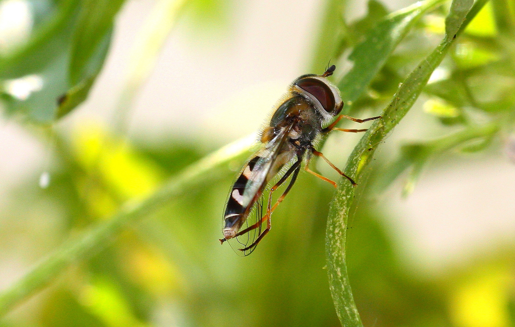 Große Schwebfliege