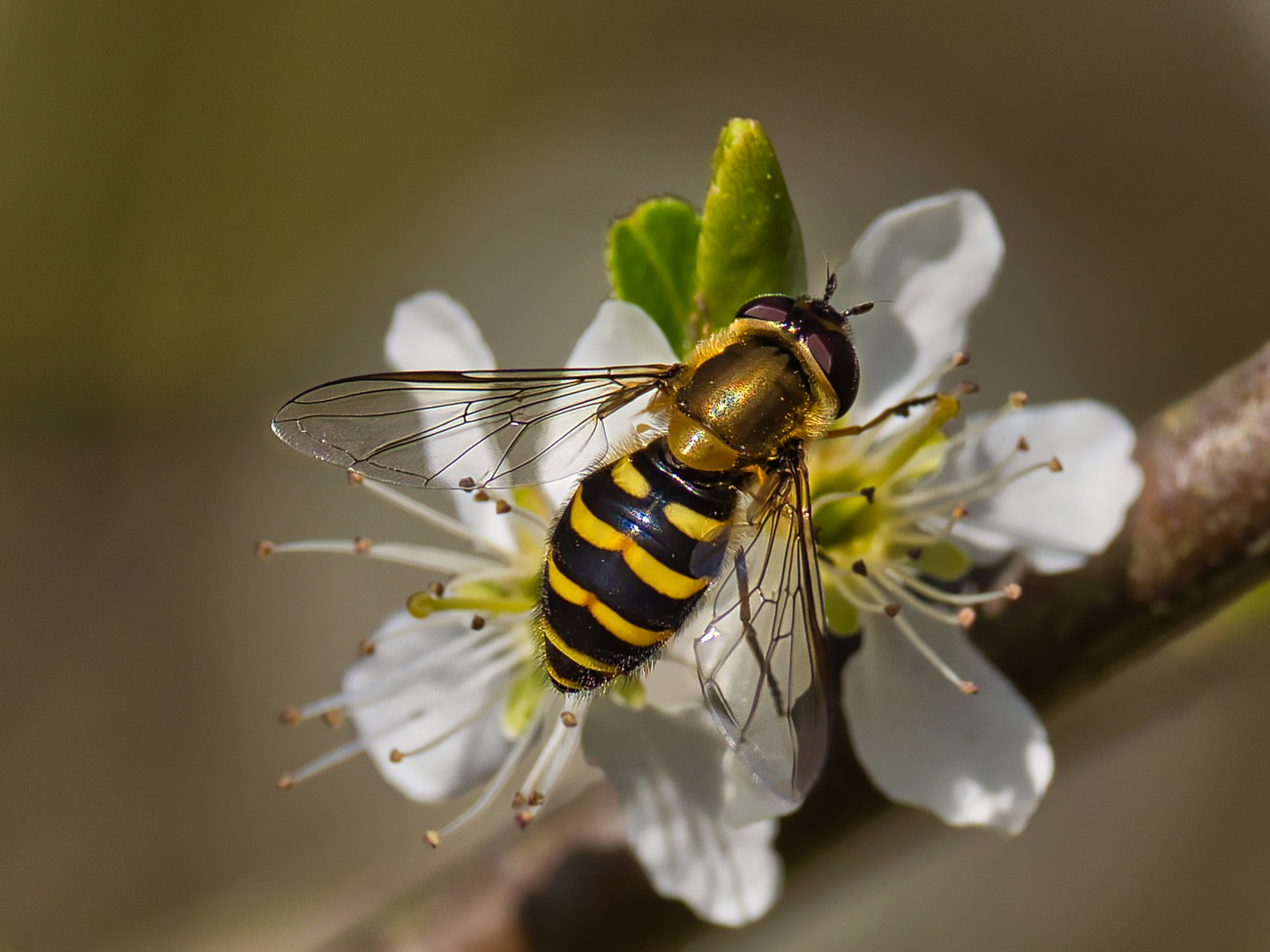 Große Schwebfliege Foto & Bild natur, insekten, wildlife Bilder auf