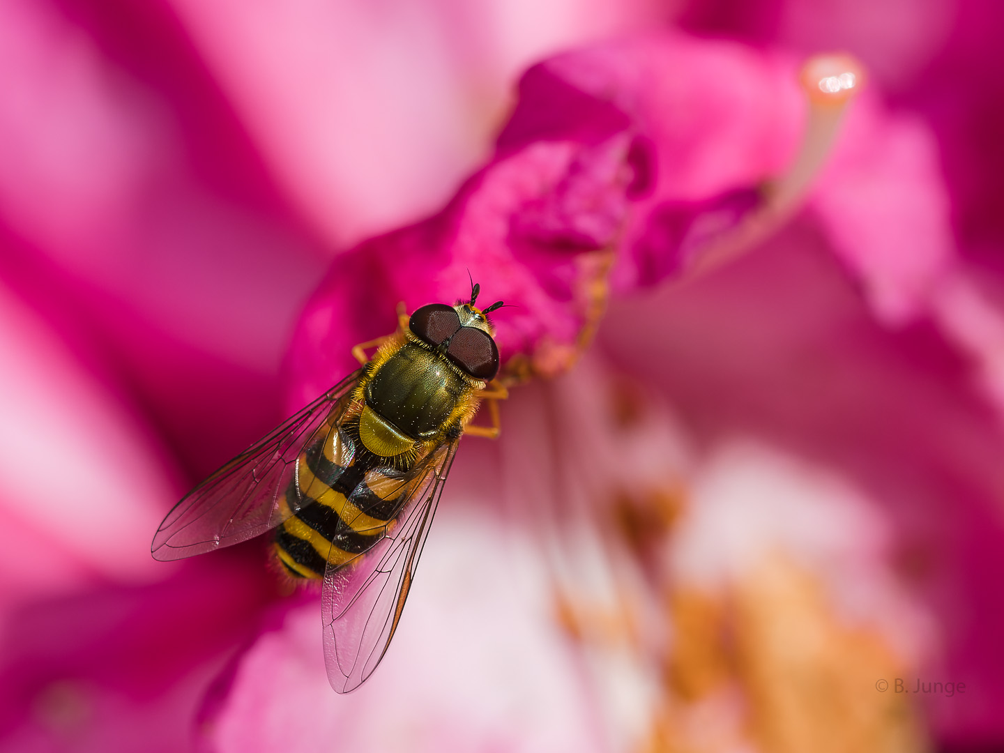 Große Schwebfliege